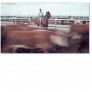 Cattle_feedlot