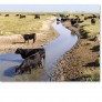 Cattle_ranch