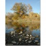 Poudre_tree_reflections